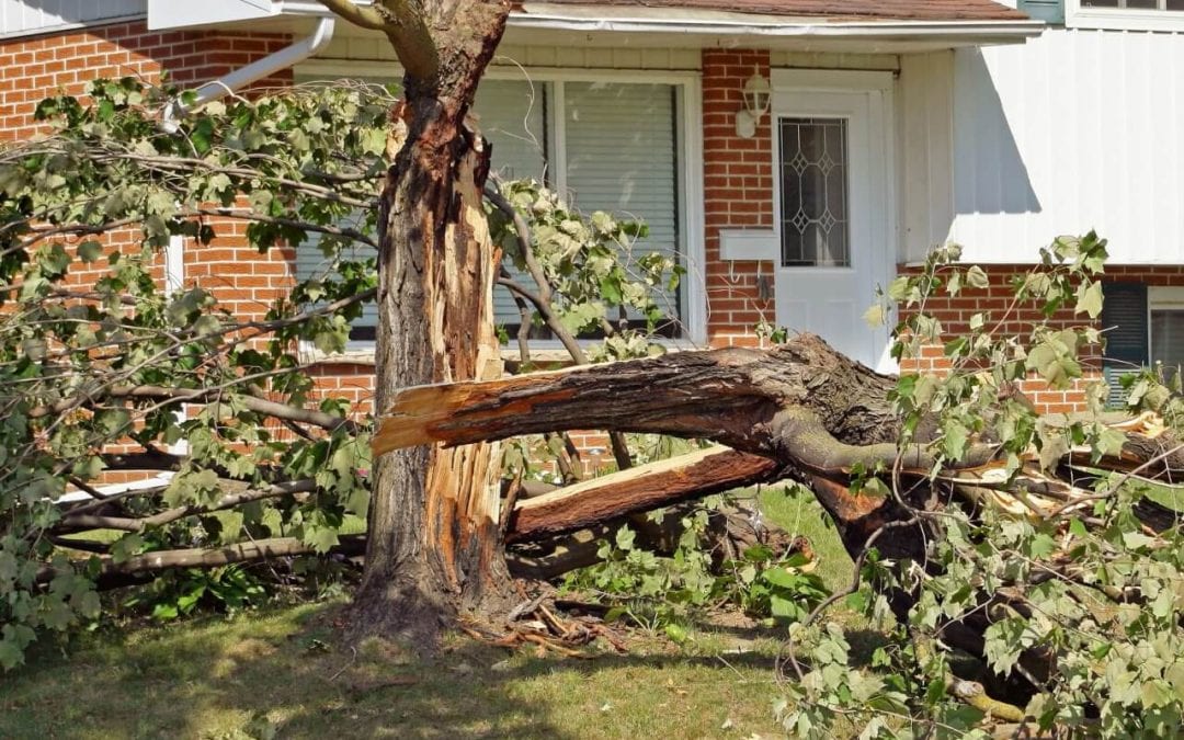 6 Tips to Protect Your Home From Wind Damage