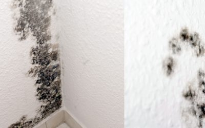 Mold Removal Services in Boca Raton, Coral Springs & Surrounding Areas