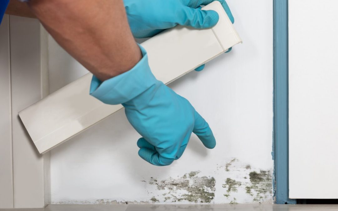 Exploring 7 Causes of Mold in Your Home