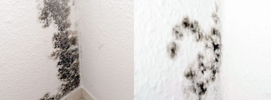 A Wall in a Coral Springs Home in need of Mold Remediation