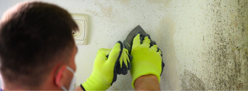 A Contractor Conducting Mold Removal Services in Coral Springs, FL