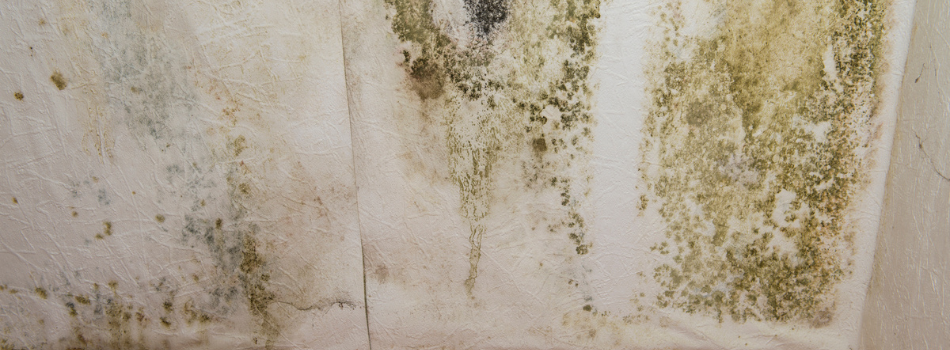 A Wall inside of a Fort Lauderdale, FL Home in Need of Water Damage Repair