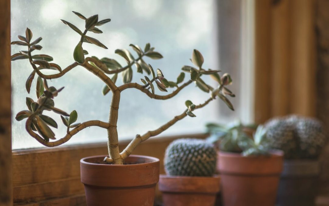 decorate your home with houseplants