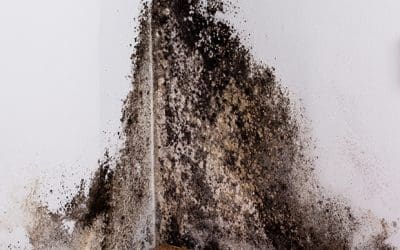 Mold Mildew Inspection in Boca Raton, Hollywood, FL & Surrounding Areas