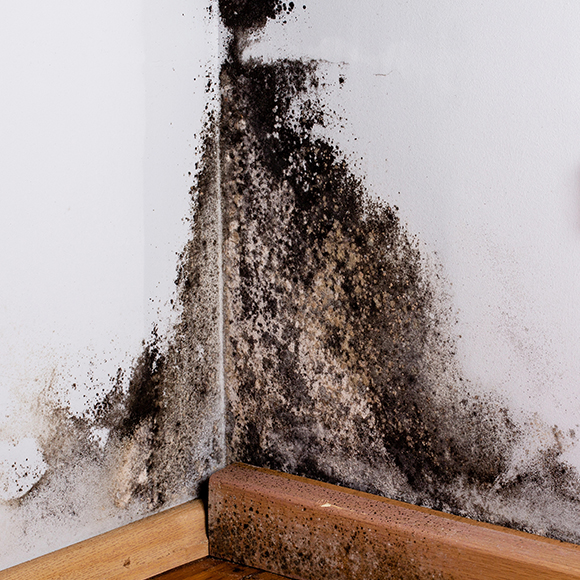 Mold Spores Before Mold Remediation and Mold Removal Services in Boca Raton, Coral Springs, Pompano Beach, FL